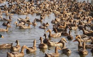 金錠鴨價格持續攀升，畜牧市場飼料獸藥招商火爆