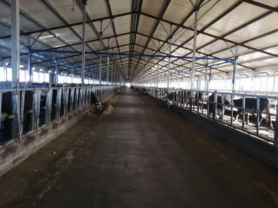 雙鴨山市 龍頭帶動，牛業起航，畜牧漁業飼料銷售新篇章